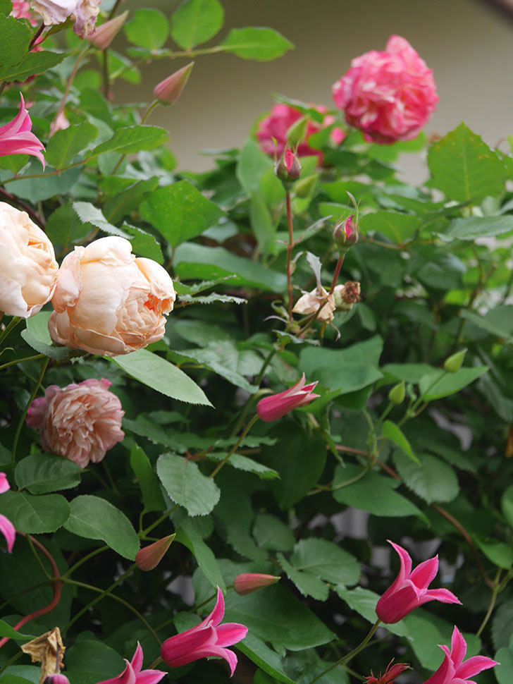 アンナ・フェンディ(Anna Fendi)の花が咲いた。半ツルバラ。2022年-077.jpg