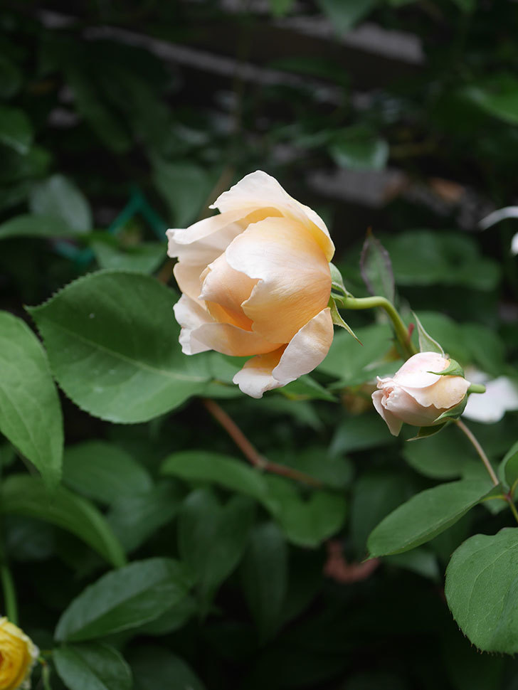 アンナ・フェンディ(Anna Fendi)の花が咲いた。半ツルバラ。2022年-079.jpg
