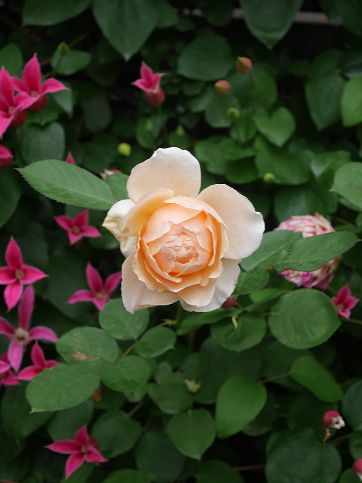アンナ・フェンディ(Anna Fendi)の花が咲いた。半ツルバラ。2022年-081.jpg