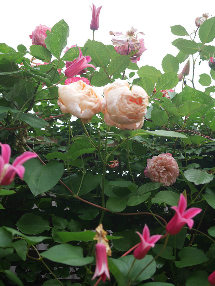 アンナ・フェンディ(Anna Fendi)の花が咲いた。半ツルバラ。2022年-082.jpg
