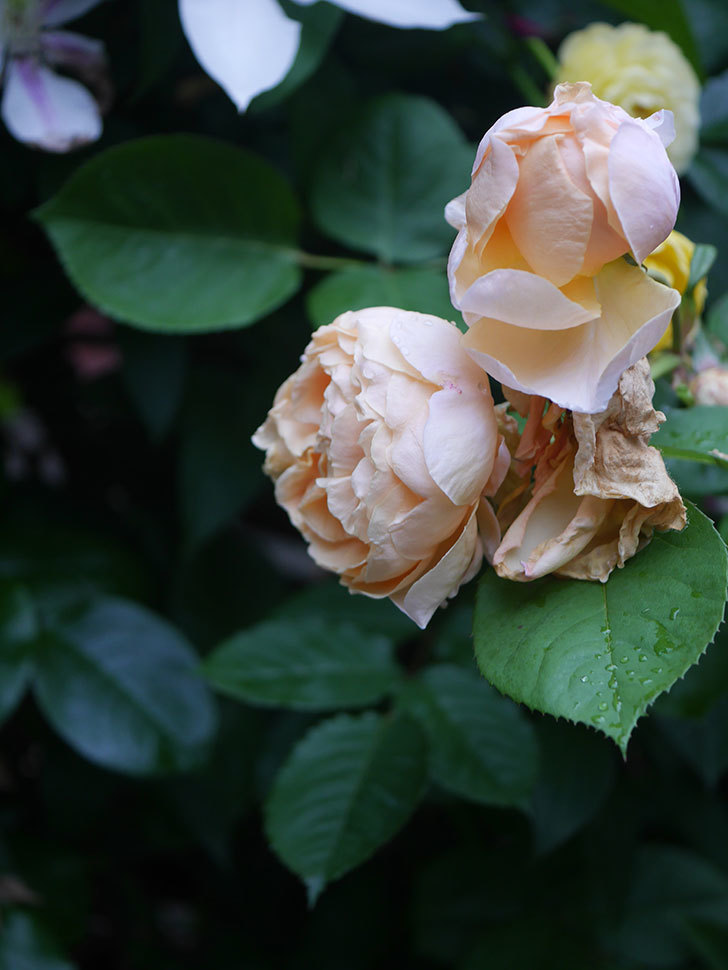 アンナ・フェンディ(Anna Fendi)の花が咲いた。半ツルバラ。2022年-083.jpg