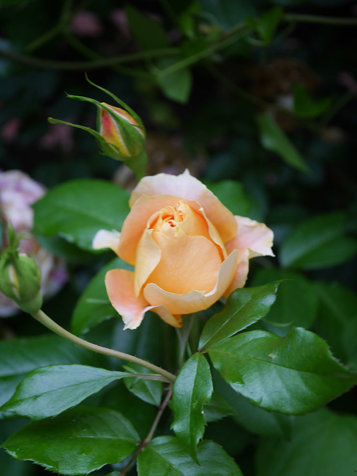 アンナ・フェンディ(Anna Fendi)の花が咲いた。半ツルバラ。2022年-084.jpg