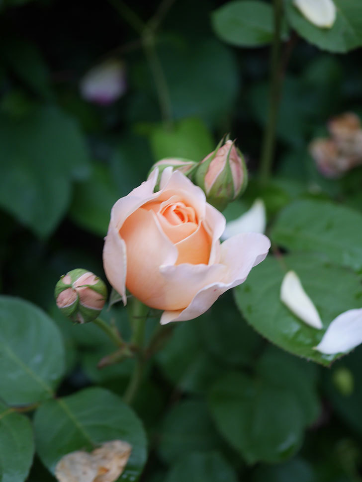 アンナ・フェンディ(Anna Fendi)の花が咲いた。半ツルバラ。2022年-085.jpg