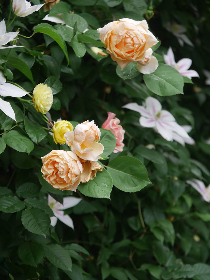 アンナ・フェンディ(Anna Fendi)の花が咲いた。半ツルバラ。2022年-086.jpg