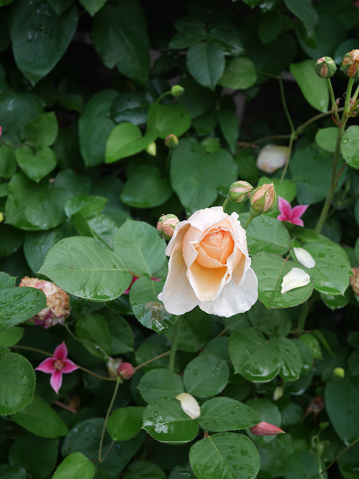 アンナ・フェンディ(Anna Fendi)の花が咲いた。半ツルバラ。2022年-087.jpg