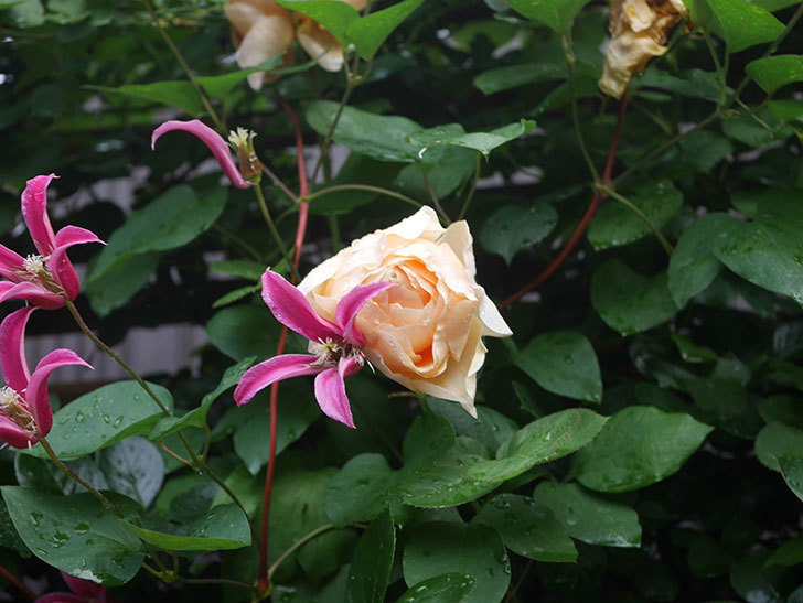 アンナ・フェンディ(Anna Fendi)の花が咲いた。半ツルバラ。2022年-088.jpg