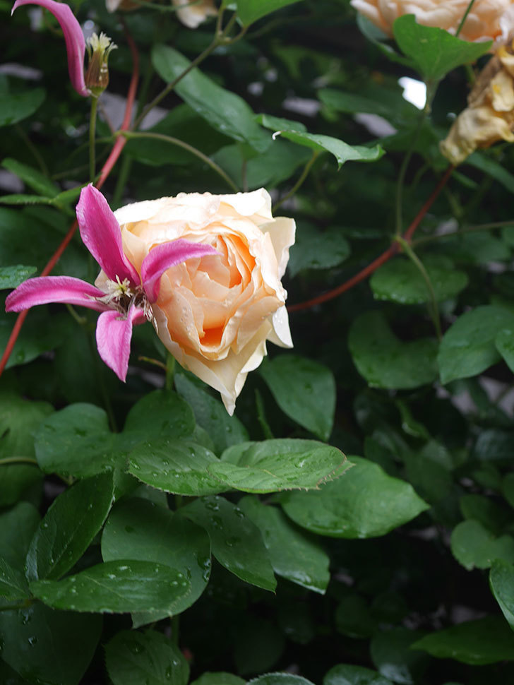 アンナ・フェンディ(Anna Fendi)の花が咲いた。半ツルバラ。2022年-089.jpg