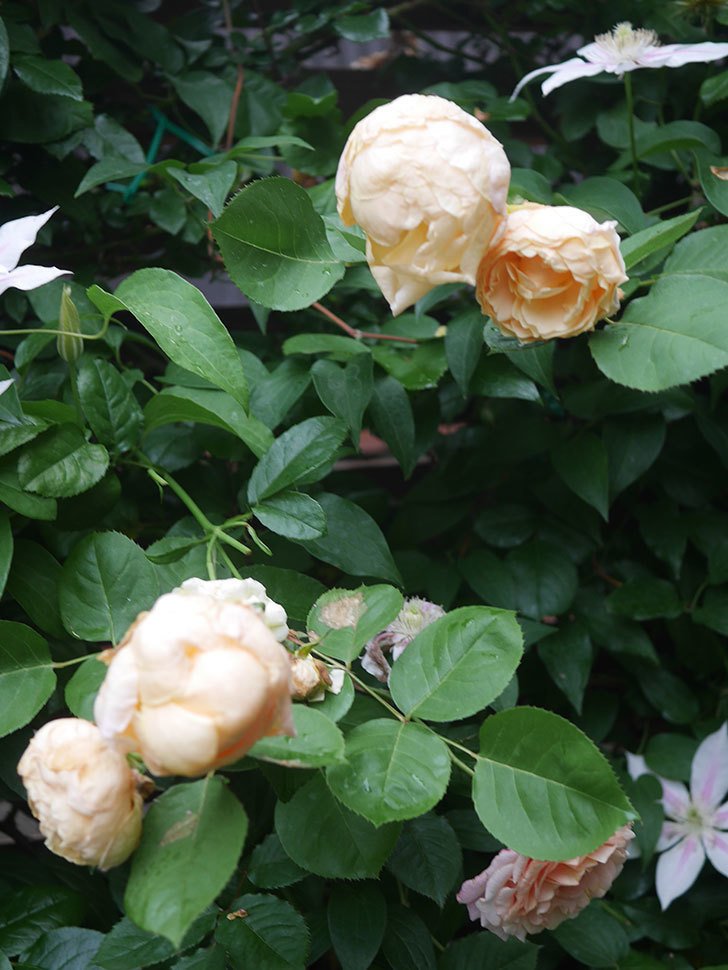 アンナ・フェンディ(Anna Fendi)の花が咲いた。半ツルバラ。2022年-091.jpg
