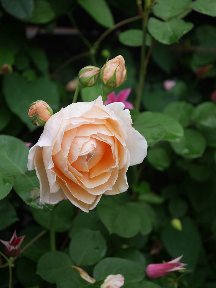 アンナ・フェンディ(Anna Fendi)の花が咲いた。半ツルバラ。2022年-092.jpg
