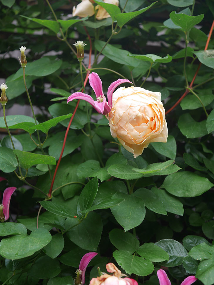 アンナ・フェンディ(Anna Fendi)の花が咲いた。半ツルバラ。2022年-093.jpg