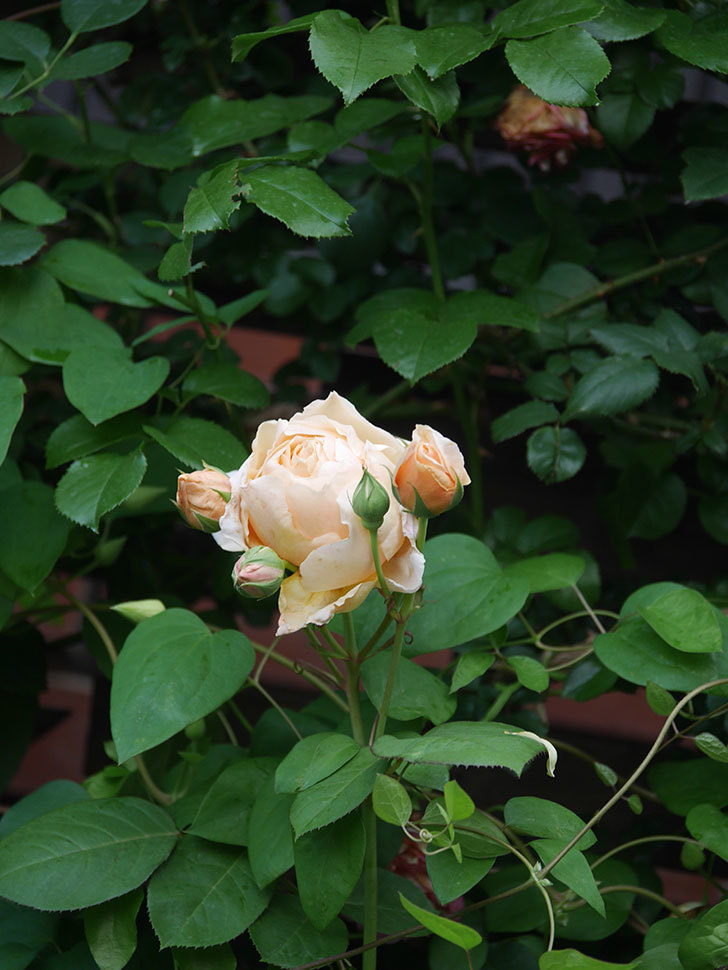アンナ・フェンディ(Anna Fendi)の花が咲いた。半ツルバラ。2022年-095.jpg