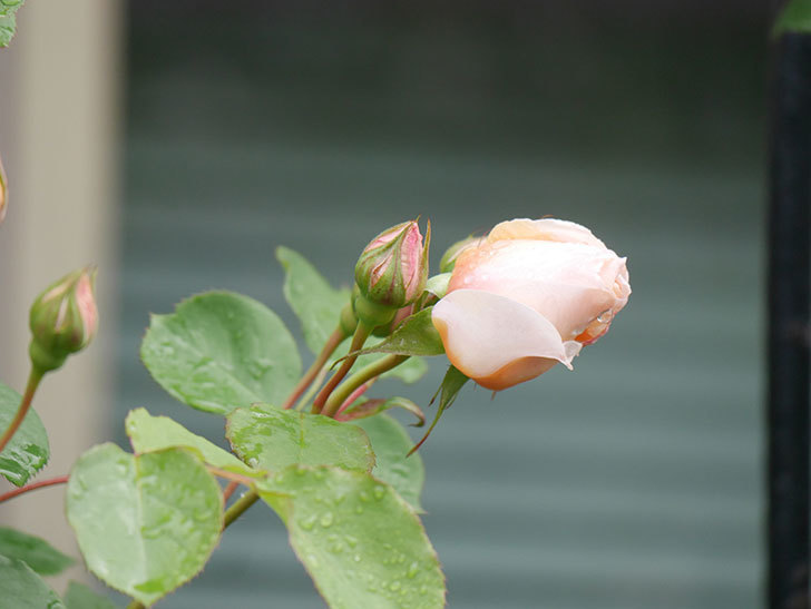 アンナ・フェンディ(Anna Fendi)の花が少し咲いた。半ツルバラ。2021年-005.jpg