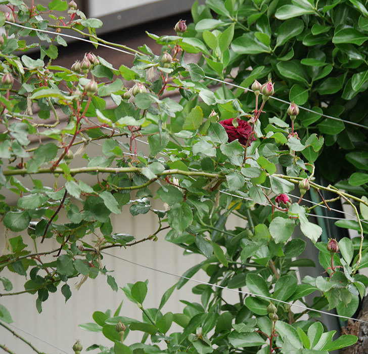 アンプルール・デュ・マロック(ツルバラ)の花が咲いた。2020年-9.jpg