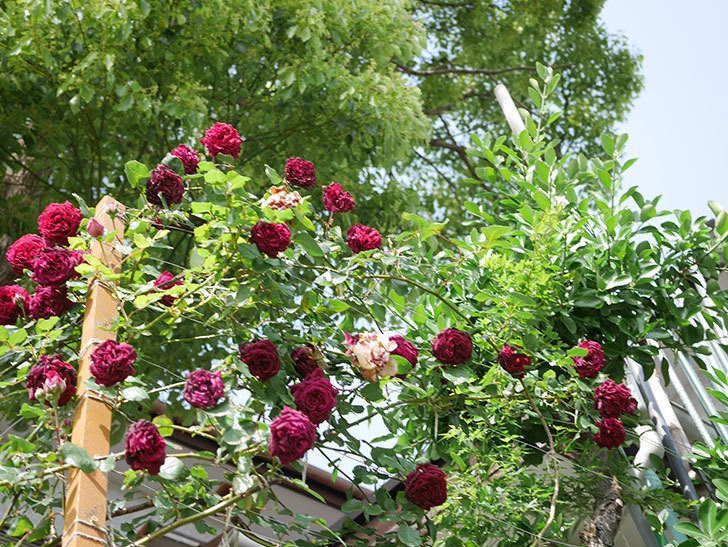 アンプルール・デュ・マロック(Empereur du Maroc)の花がたくさん咲いた。ツルバラ。2021年-186.jpg
