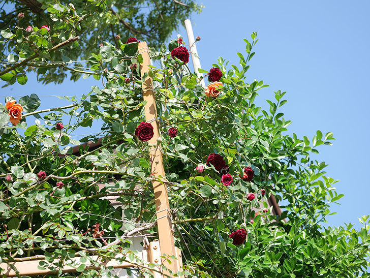 アンプルール・デュ・マロック(Empereur du Maroc)の花が増えてきた。ツルバラ。2021年-046.jpg