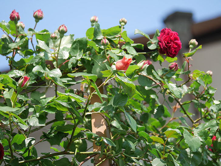 アンプルール・デュ・マロック(Empereur du Maroc)の花が増えてきた。ツルバラ。2022年-015.jpg