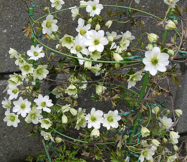 アーリーセンセーション(フォステリー系　旧枝咲き)の花が増えてきた。2017年-2.jpg
