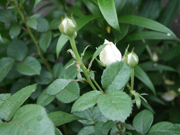 インフィニティローズ (Infinity Rose)(ミニバラ)の花が増えてきた。2020年-002.jpg