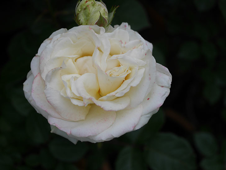 インフィニティローズ (Infinity Rose)(ミニバラ)の花が増えてきた。2020年-054.jpg