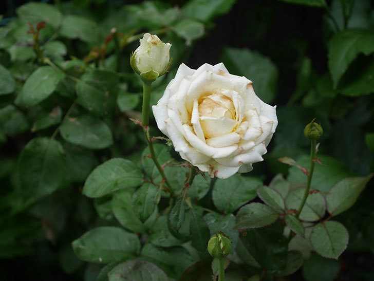 インフィニティローズ (Infinity Rose)の2番花が咲いた。ミニバラ。2020年-001.jpg