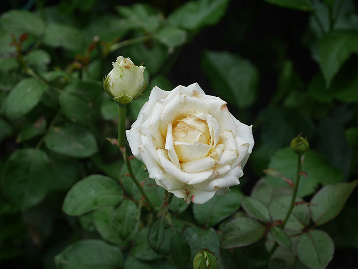 インフィニティローズ (Infinity Rose)の2番花が咲いた。ミニバラ。2020年-002.jpg