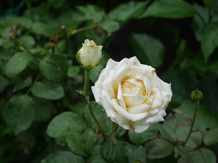 インフィニティローズ (Infinity Rose)の2番花が咲いた。ミニバラ。2020年-003.jpg