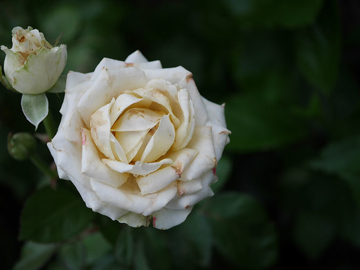 インフィニティローズ (Infinity Rose)の2番花が咲いた。ミニバラ。2020年-004.jpg