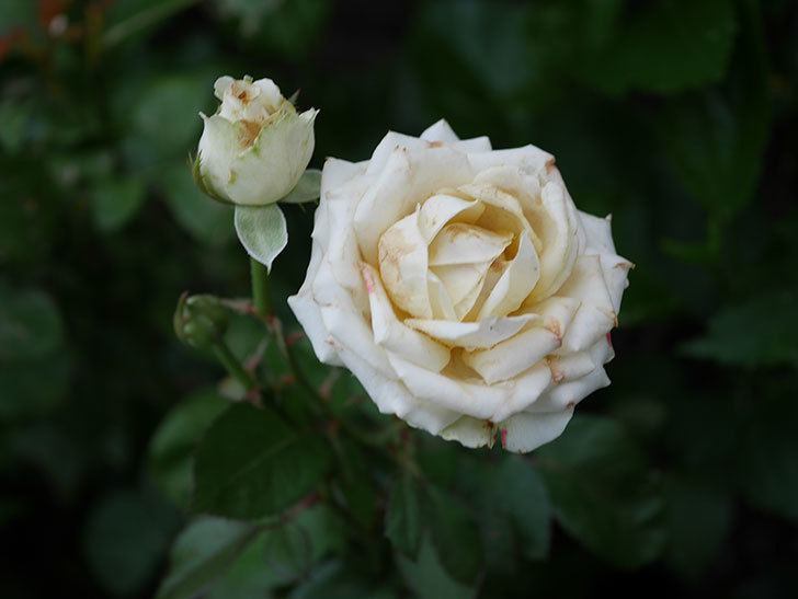 インフィニティローズ (Infinity Rose)の2番花が咲いた。ミニバラ。2020年-005.jpg