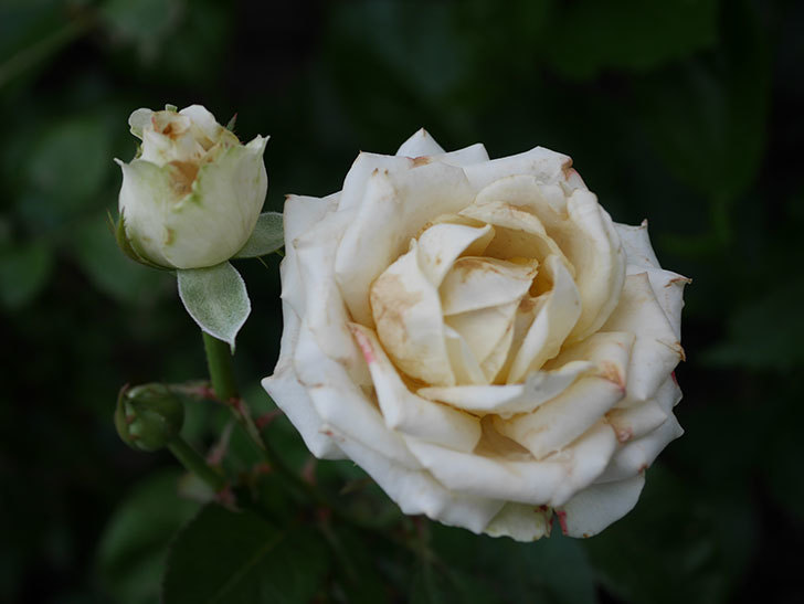 インフィニティローズ (Infinity Rose)の2番花が咲いた。ミニバラ。2020年-006.jpg