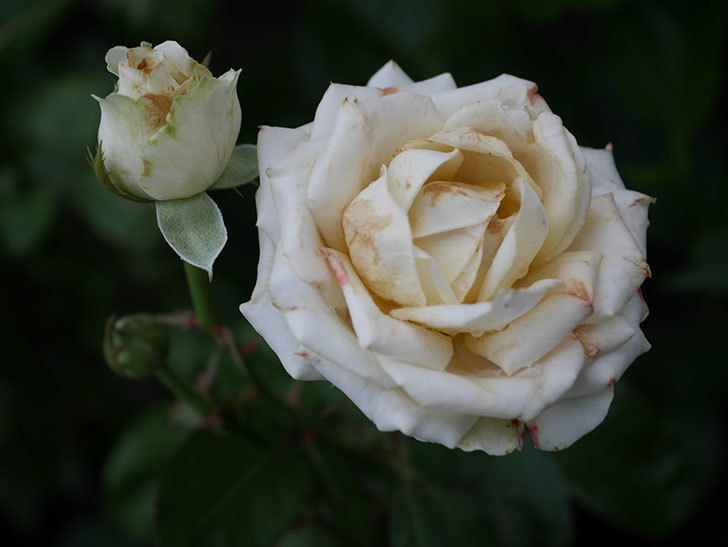 インフィニティローズ (Infinity Rose)の2番花が咲いた。ミニバラ。2020年-007.jpg