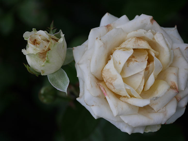 インフィニティローズ (Infinity Rose)の2番花が咲いた。ミニバラ。2020年-008.jpg