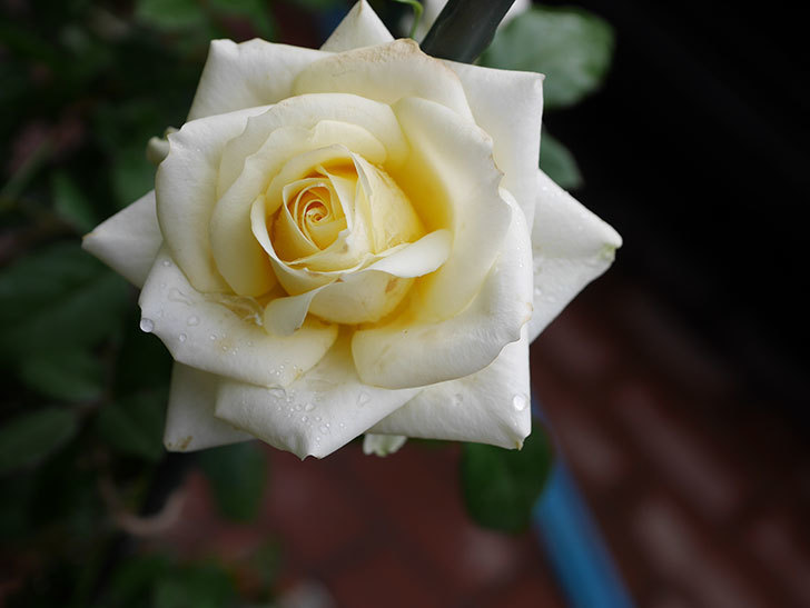 インフィニティローズ (Infinity Rose)の秋花が咲いた。ミニバラ。2020年-011.jpg