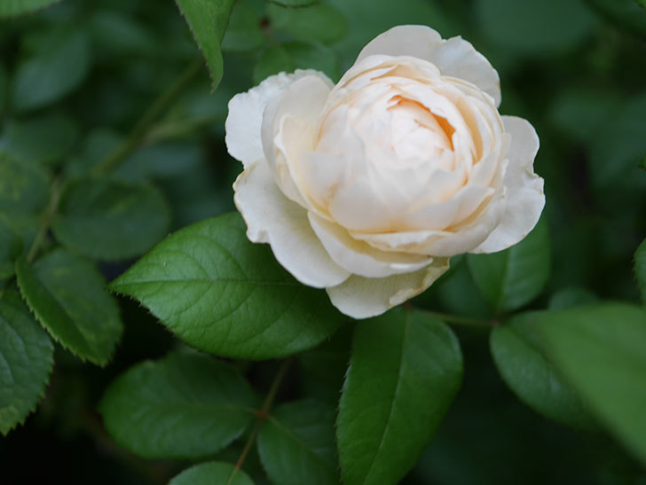 ウィンダミア Windermere の2番花がたくさん咲いた 半ツルバラ 年 バラ 02memo日記