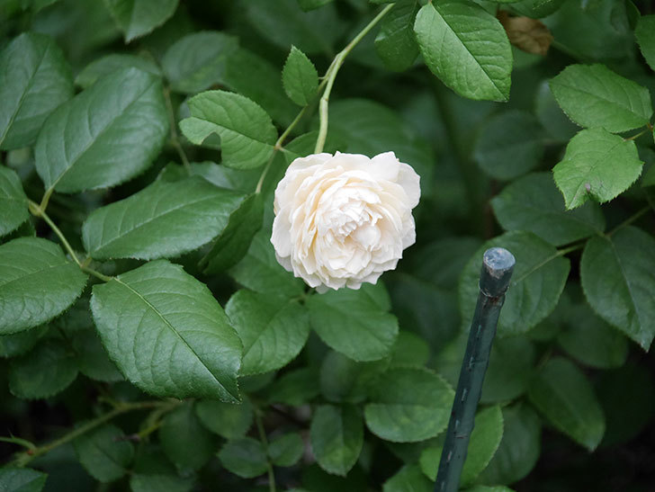 ウィンダミア(Windermere)の2番花がまた咲いた。半ツルバラ。2020年-001.jpg