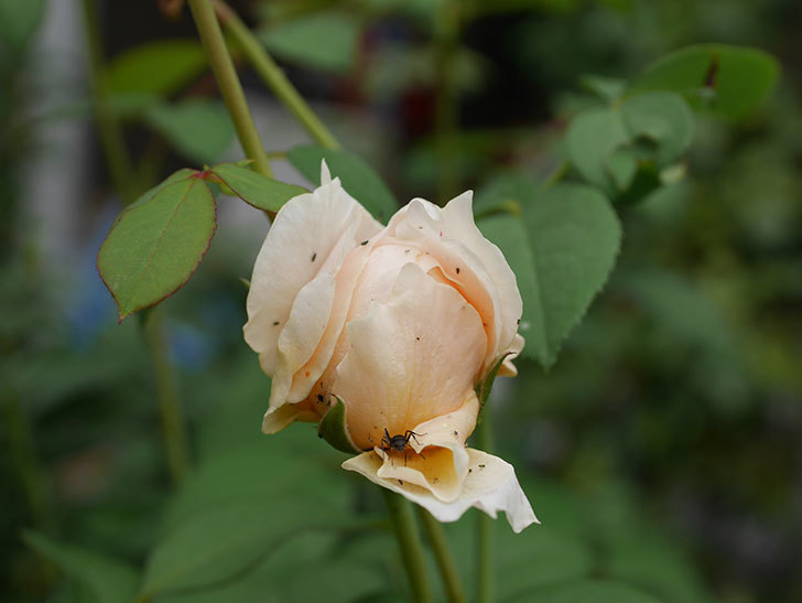 ウィンダミア Windermere の秋花が咲いた 半ツルバラ 年 バラ 02memo日記