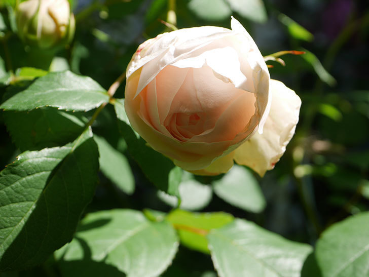 ウィンダミア Windermere の花が少し咲いた 半ツルバラ 21年 バラ 02memo日記