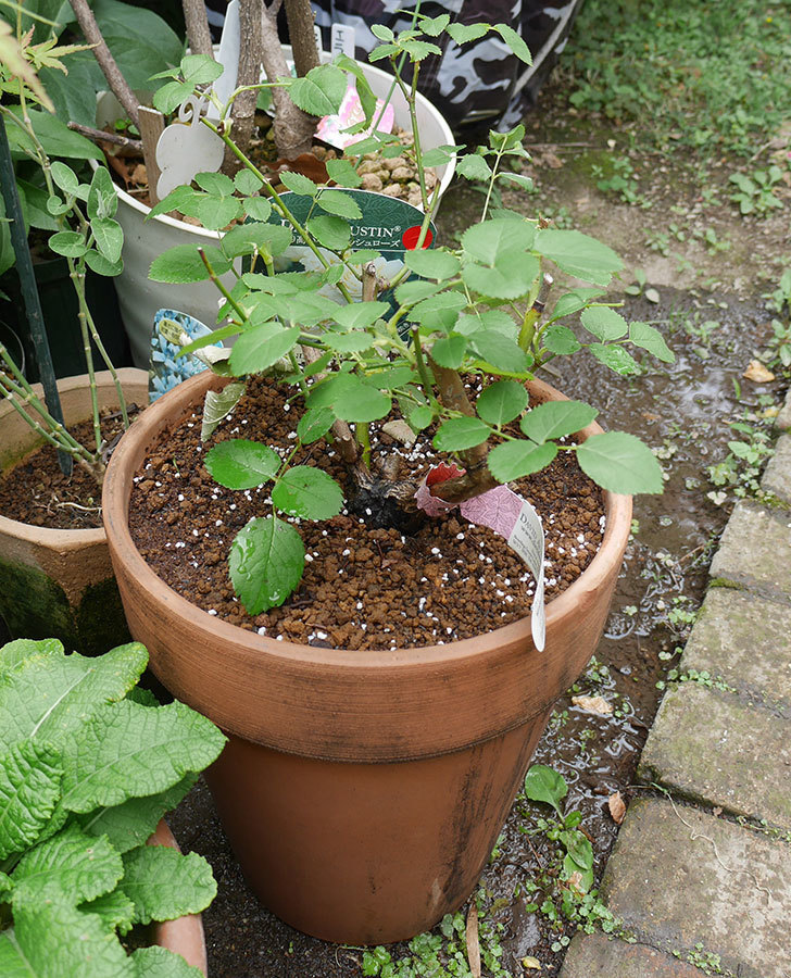 ウィンダミア（半ツルバラ）の大苗をデローマ-アルト-26cmに植え換えた。2019年-5.jpg
