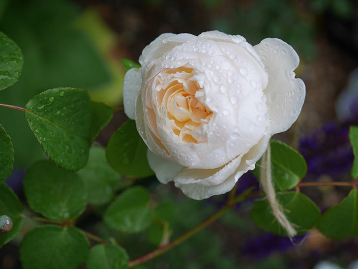 ウィンダミア 半ツルバラ の花が咲いた 2020年 バラ 02memo日記