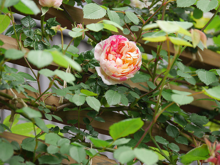 エドゥアール・マネ(Edouard Manet))の花が咲いた。半ツルバラ。2021年-005.jpg