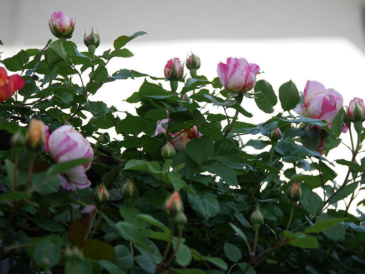 エドゥアール・マネ(Edouard Manet))の花が増えてきた。半ツルバラ。2021年-017.jpg