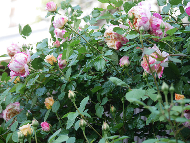 エドゥアール・マネ(Edouard Manet))の花が増えてきた。半ツルバラ。2021年-046.jpg