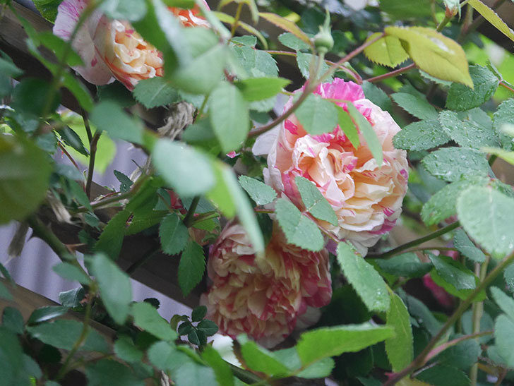 エドゥアール・マネ(Edouard Manet))の花が少しずつ増えてきた。半ツルバラ。2021年-005.jpg