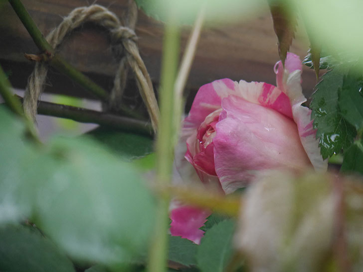 エドゥアール・マネ(Edouard Manet))の花が少しずつ増えてきた。半ツルバラ。2021年-020.jpg