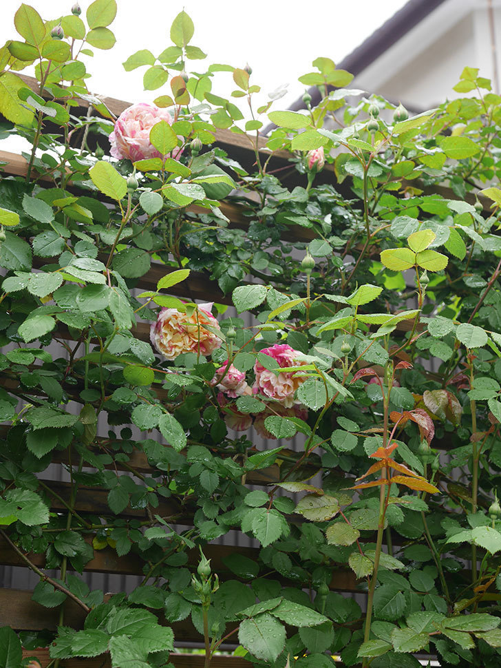 エドゥアール・マネ(Edouard Manet))の花が少しずつ増えてきた。半ツルバラ。2021年-023.jpg