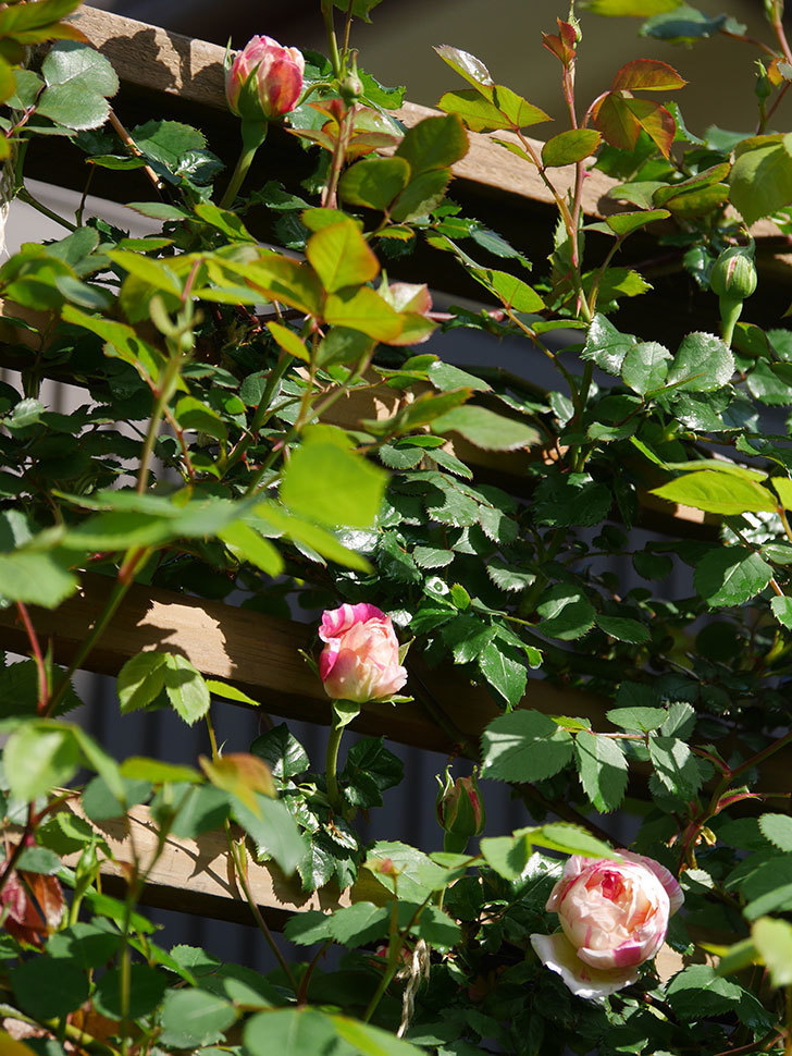 エドゥアール・マネ(Edouard Manet))の花が少し咲いた。半ツルバラ。2021年-010.jpg