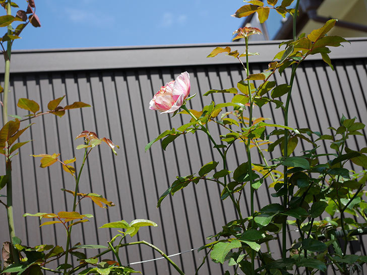 エドゥアール・マネ(Edouard Manet)の夏花が咲いた。半ツルバラ。2020年-007.jpg