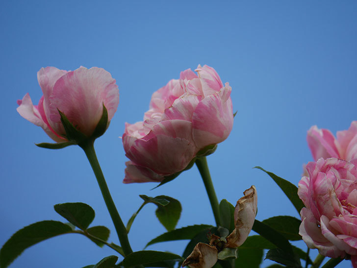 エドゥアール・マネ(Edouard Manet)の夏花が房で咲いた。半ツルバラ。2020年-012.jpg