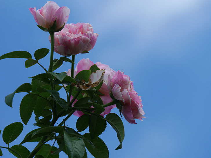 エドゥアール・マネ(Edouard Manet)の夏花が房で咲いた。半ツルバラ。2020年-027.jpg