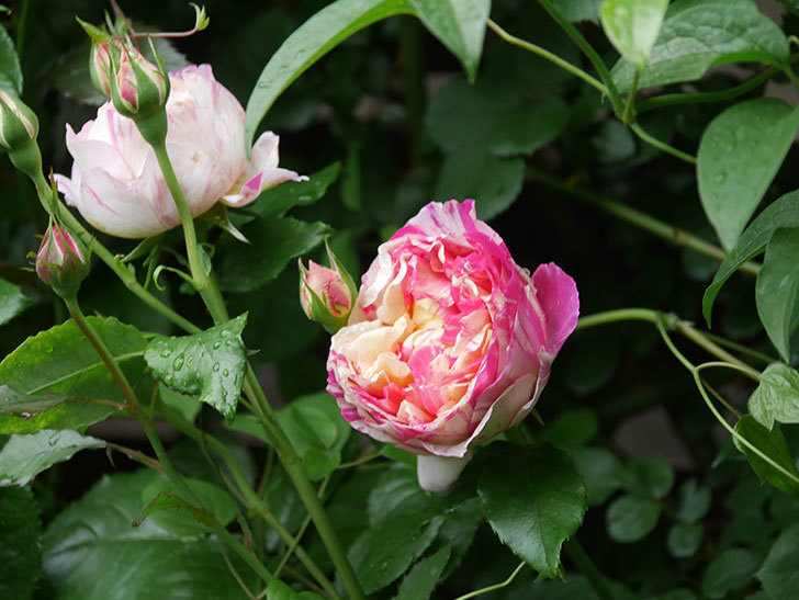 エドゥアール・マネ(Edouard Manet)の花がたくさん咲いた。2022年-005 (1).JPG
