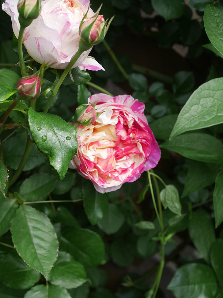 エドゥアール・マネ(Edouard Manet)の花がたくさん咲いた。2022年-011 (1).JPG